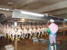 屠宰禽類生產線